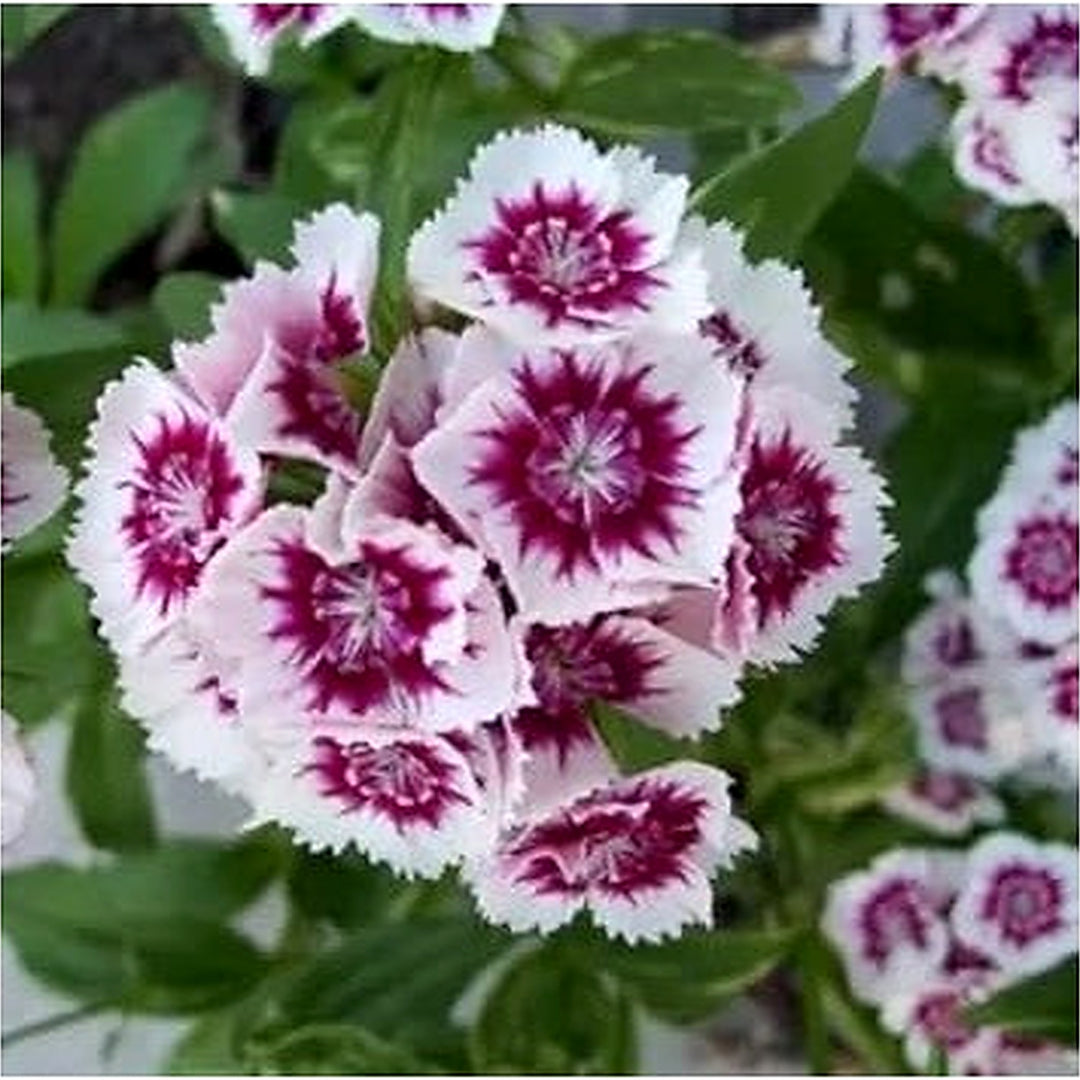 Heirloom Non-GMO White Violet Dianthus Flower Seeds for Dual-Tone Garden Displays and Fragrant Planting [neera-v5-79527b7f9535eda2ca6e]