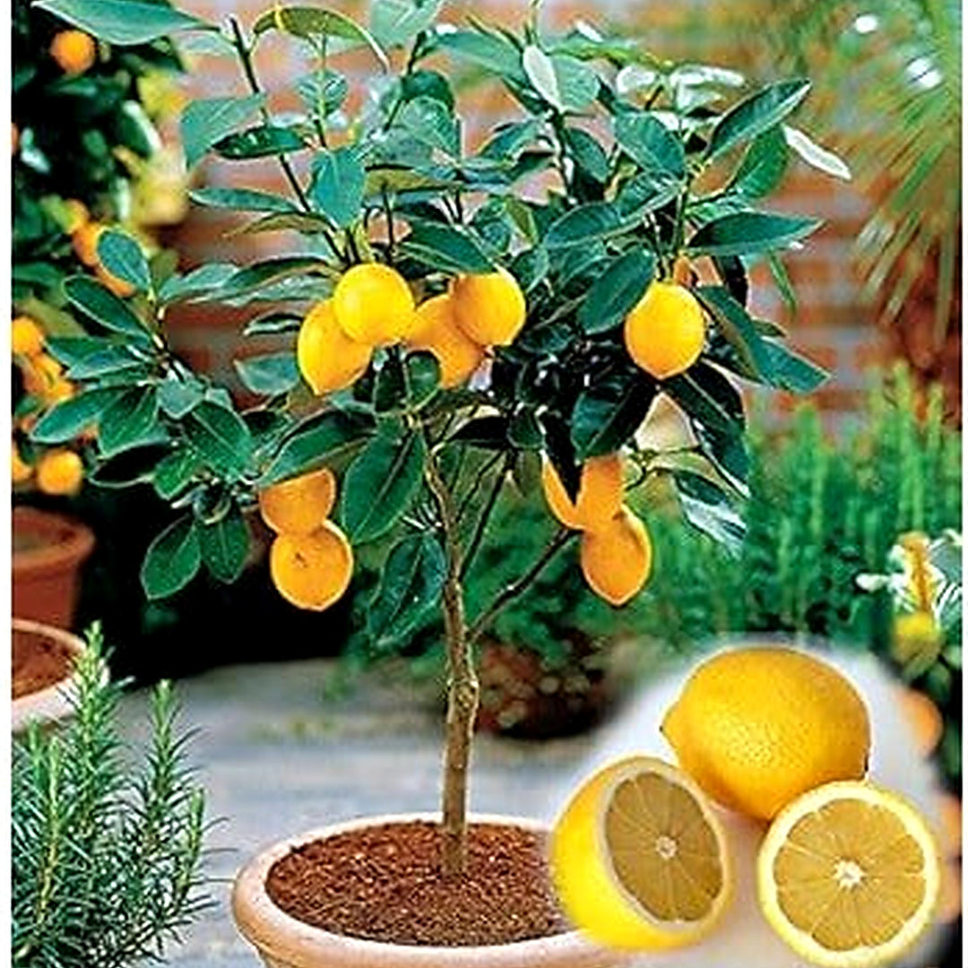 Yellow Citrus Lemon Tree Seeds for Planting [neera-v5-796f535f70ee5ab1d83a]