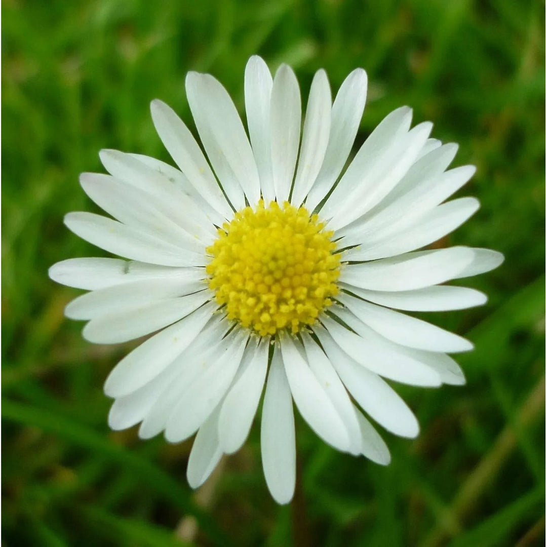 Daisy Bellis Perennis Flower For Planting In Backyard Flower Beds Or Home Borders Flower Seeds for [neera-v5-796fc029783365e3b6cc]