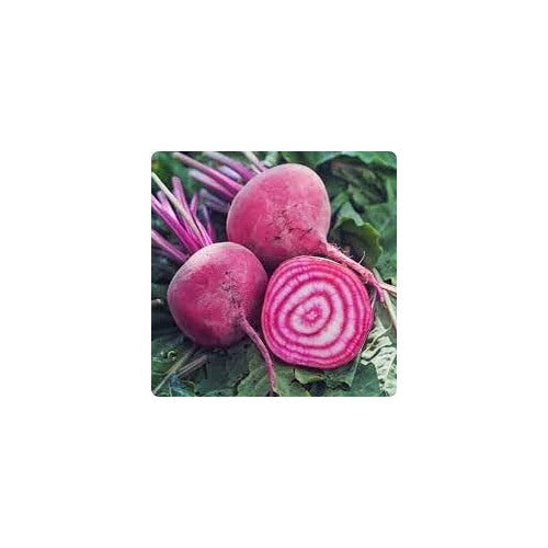 Chioggia Beet Seeds for Planting [neera-v5-79715e7568412e0855d1]