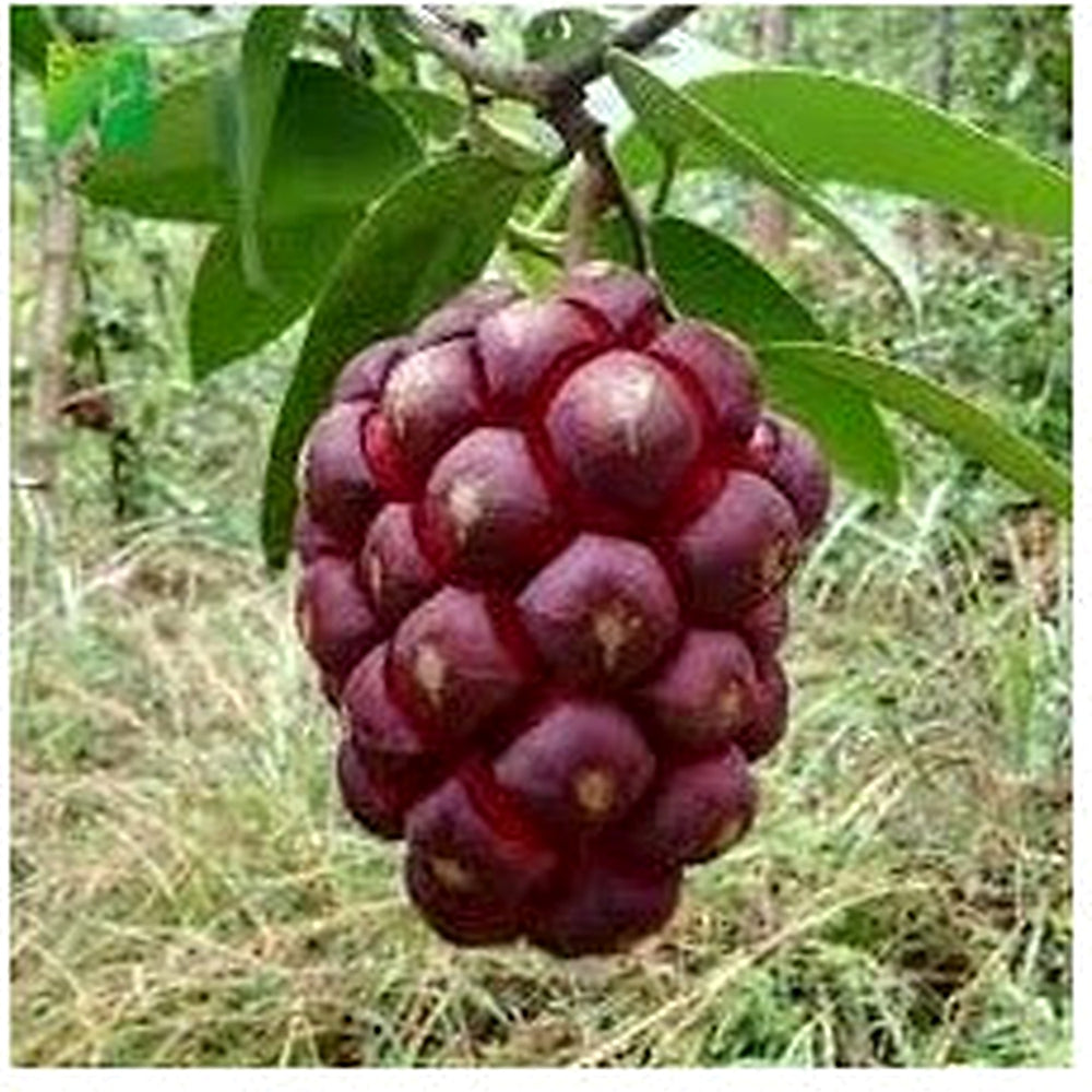 Kadsura Coccinea Fruit Seeds [neera-v5-79751f73b4c167fc2993]