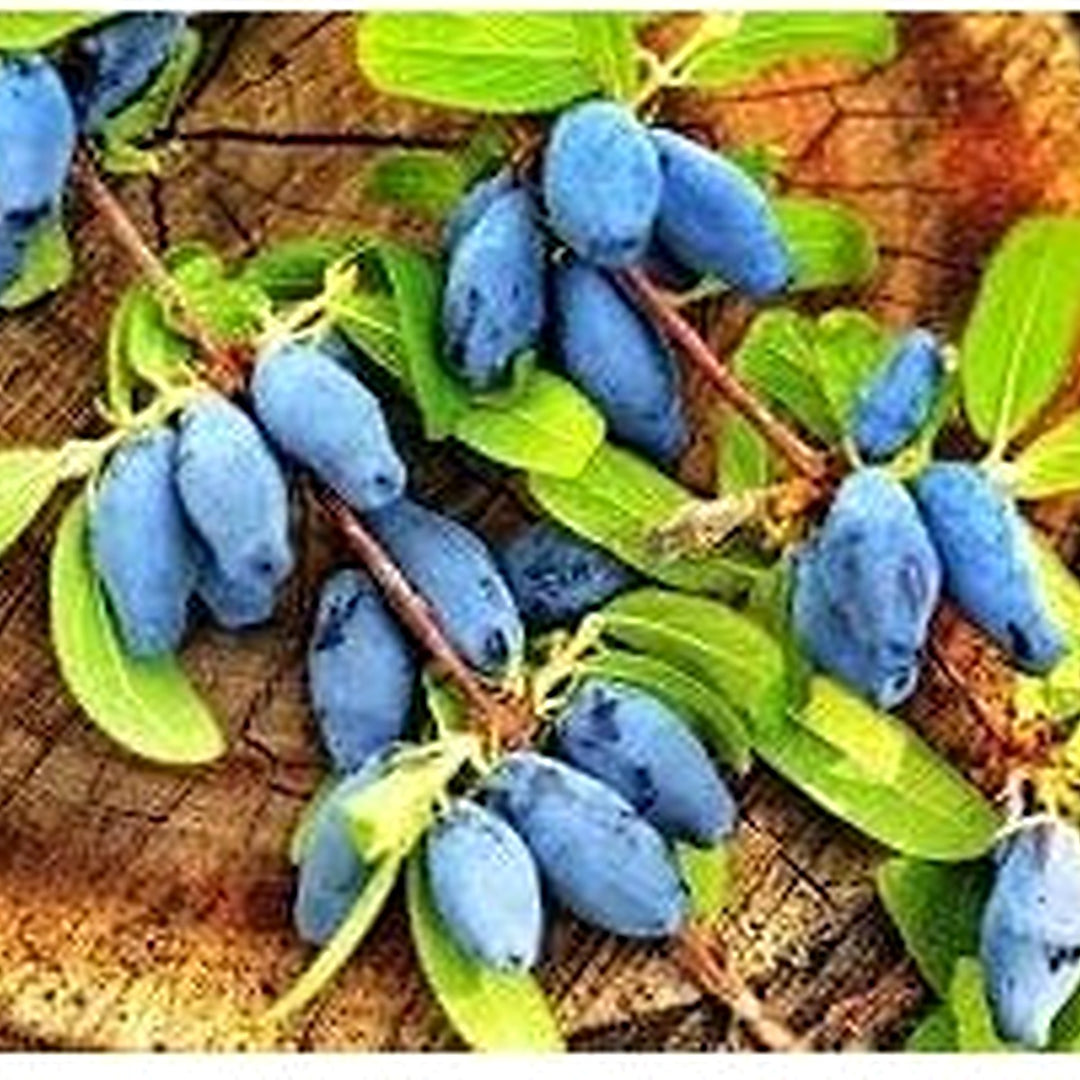 Haskap Fruit Seeds for Planting [neera-v5-7981c45ac03ecd03b4d3]