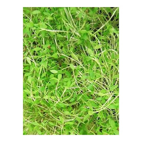Parsley Italian Flat Leaf Seeds [neera-v5-798a34cf43151c252587]