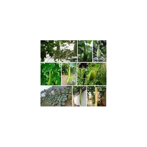 Dicotyledons Melon Fruit Seeds for Planting [neera-v5-798cb339dec81529da56]