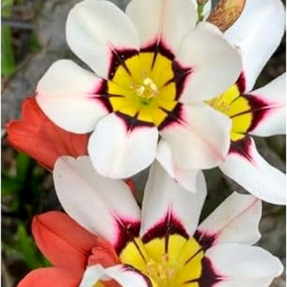 White Yellow Sparaxis Flower Seeds [neera-v5-7991934aab294f9070d3]