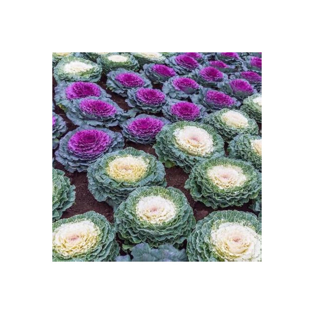 Heirloom Non Gmo Brassica Kale Flower For Planting Edible Ornamental Garden Greens Flower Seeds for [neera-v5-79950726209601f566e8]