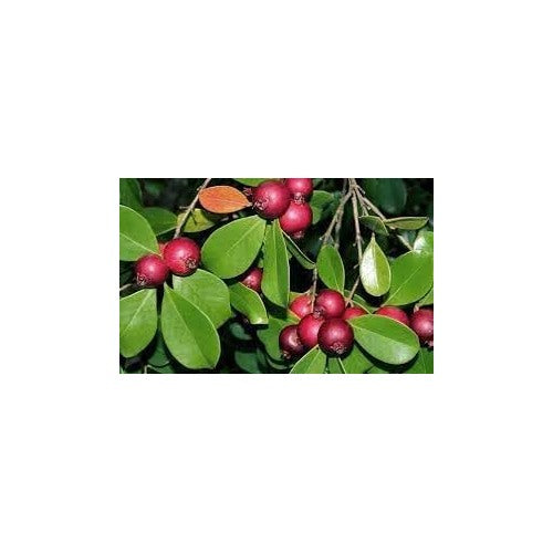 Strawberry Guava Fruit Seeds for Planting [neera-v5-79963b967f61849b062f]