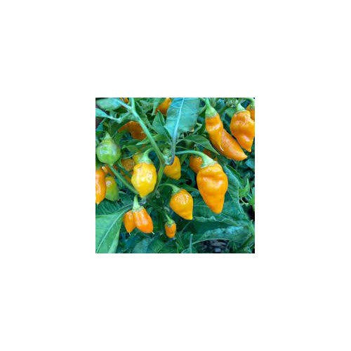 Heirloom Augustine Minorcan Datil Hot Pepper Seeds [neera-v5-799e30430196c75511f9]