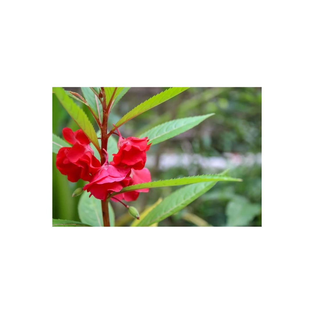 Heirloom Non Gmo Impatiens Carousel Flower For Planting Colorful Shade Loving Garden Blooms Flower [neera-v5-79ab23930a5b58258eac]
