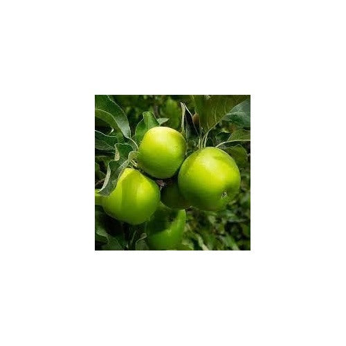 Light Green Apple Fruit Seeds for Planting [neera-v5-79b10a28a78aea28c151]