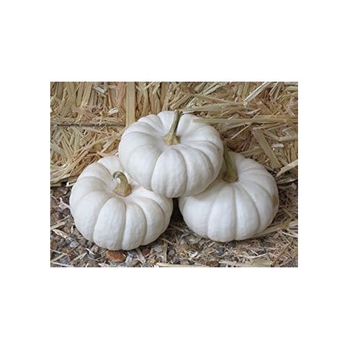 White Pumpkin Seeds for Planting [neera-v5-79b82ec7508442b9d3b7]