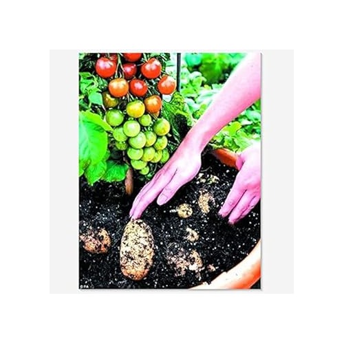 Red Tomato Seeds for Planting [neera-v5-79bd85f47cb660cb98a8]