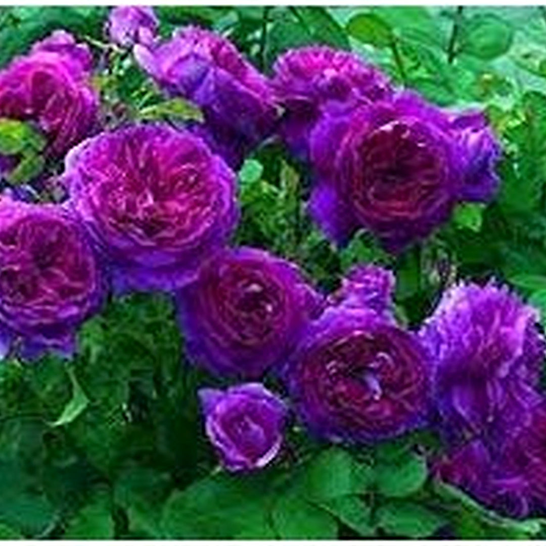 Purple Climbing Rose Plant Seeds for Planting [neera-v5-79c09cf3eb7fcfa83b57]