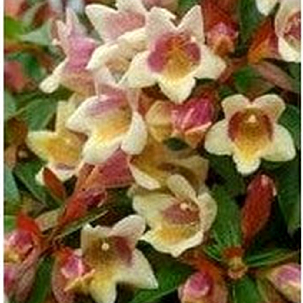 Organic Heirloom Non-GMO White Abelia Seeds for Planting [neera-v5-79c4bf30e7ecac4c3f94]