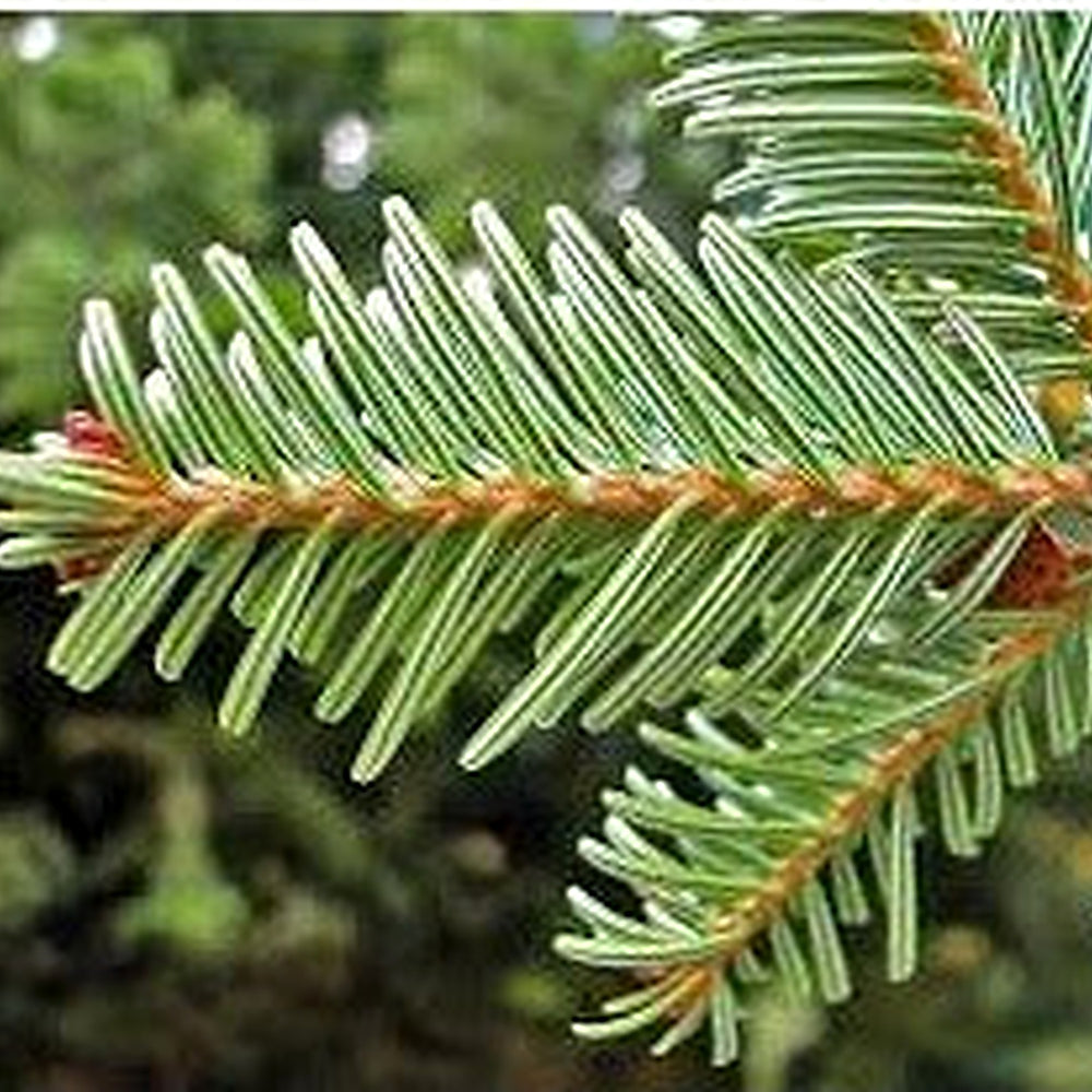 Green Abies Alba Seeds for Planting [neera-v5-79c6170bf3b85963e95e]