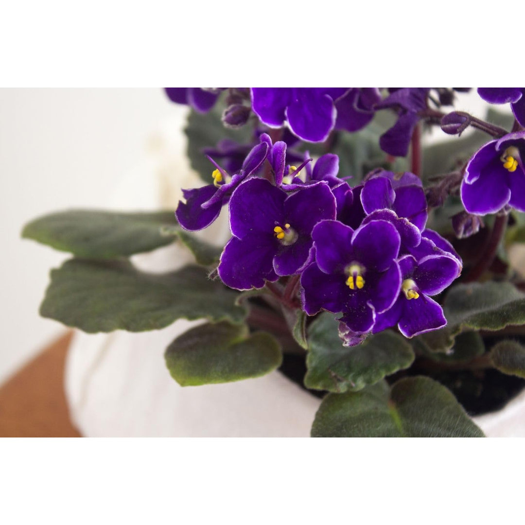 Viola Yedoensis Flower Heirloom Non Gmo Flower For Planting Flower Seeds for Home Garden Planting, [neera-v5-79c673981dfb80f7f24b]