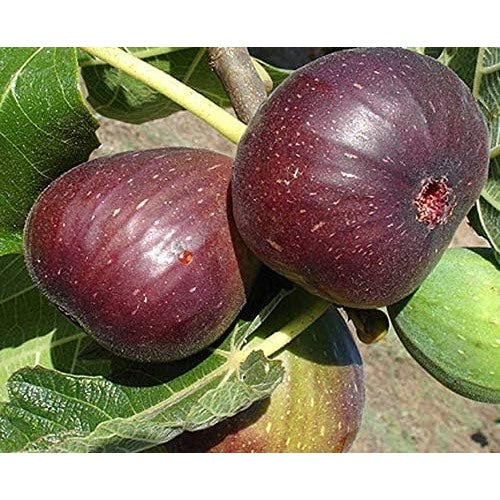 Poona Fig Seeds for Planting [neera-v5-79c9ce8ea50212a10b3f]