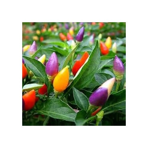 Mixed Chili Pepper Seeds for Planting [neera-v5-79ce89f6946b965fa9a9]