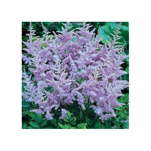 Lavender Astilbe Flower Seeds [neera-v5-79d2f96fabfb7fbe9681]