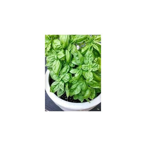 Italian Large Leaf Basil Seeds for Planting [neera-v5-79d81bb7bb995bb8d9e1]