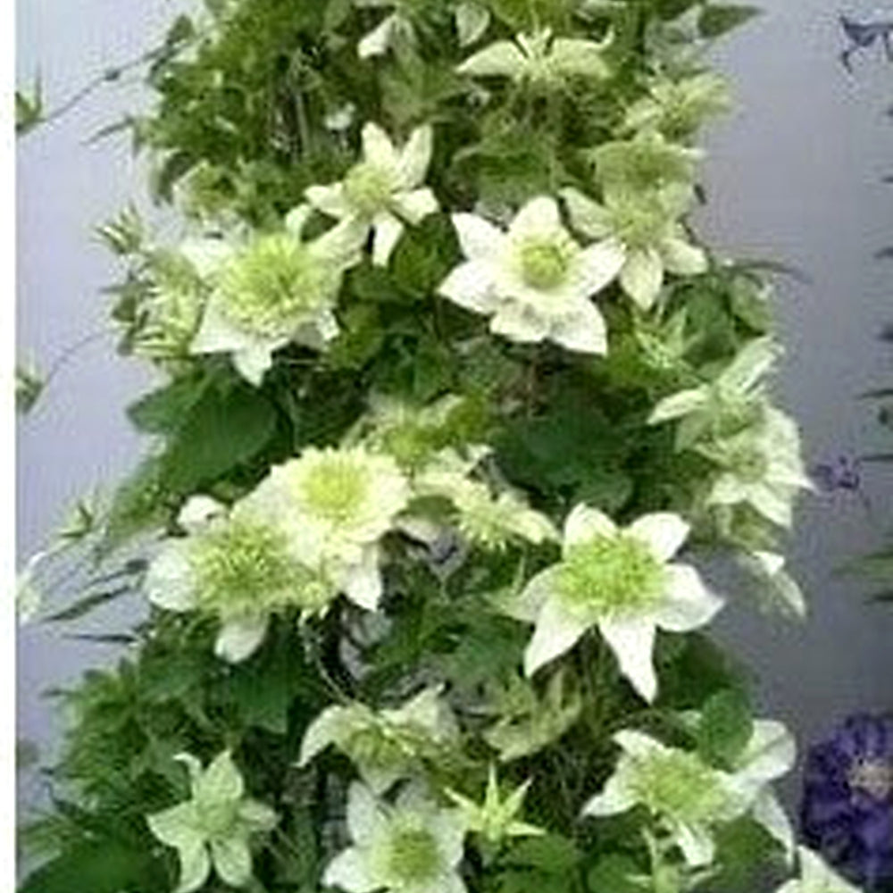Light Green Clematis Flower Seeds [neera-v5-79daa5f81d8ad78e4e92]