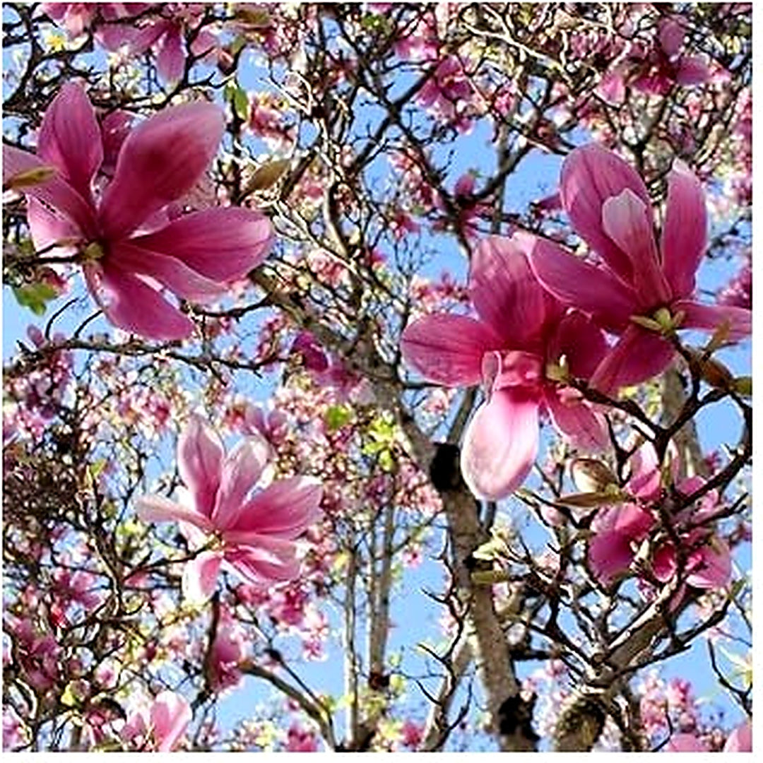 Soulangiana Flower Seeds [neera-v5-79dd52d395eda07b059a]