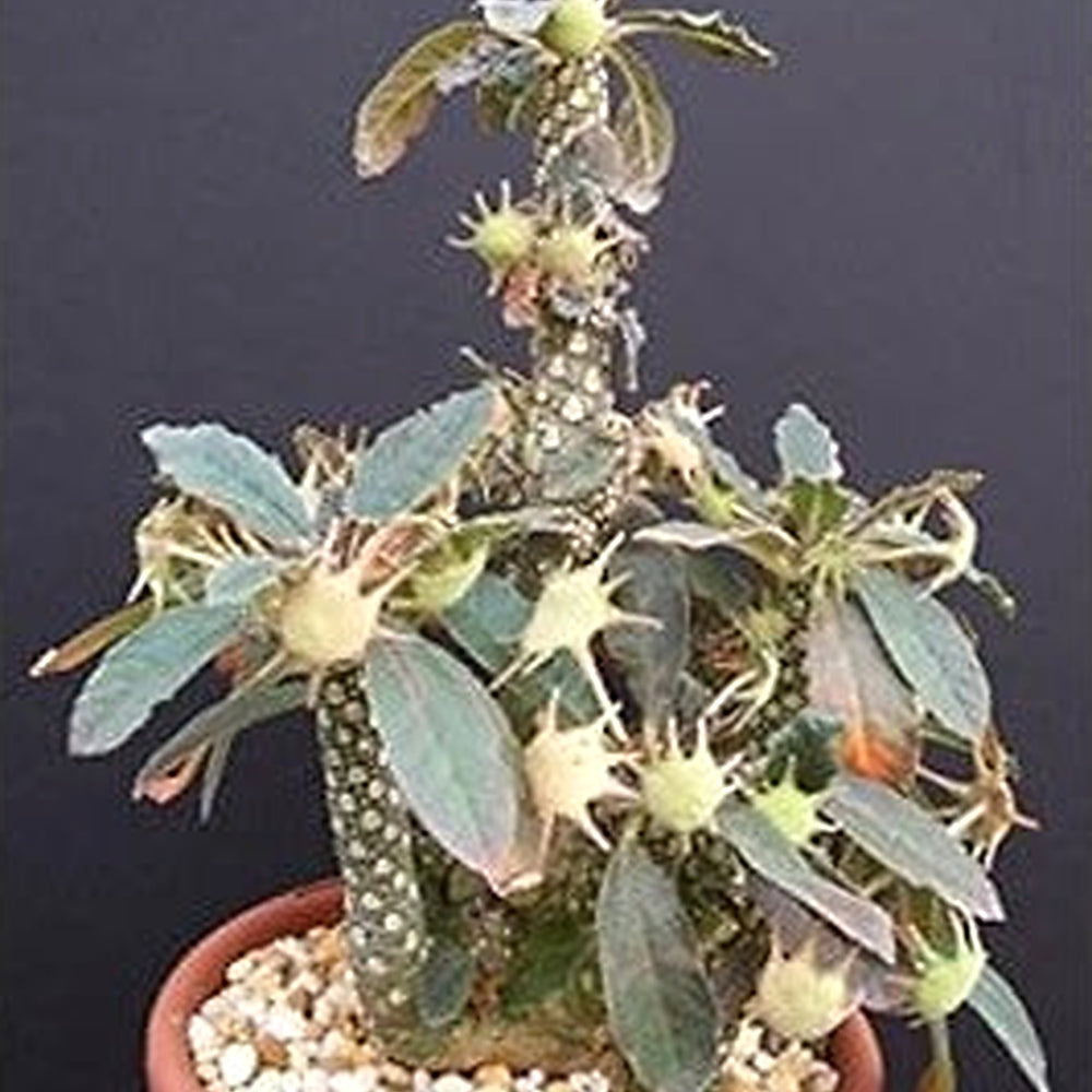 Green Dorstenia Foetida Rare Seeds for Planting [neera-v5-79defe50923aa9d6ca48]