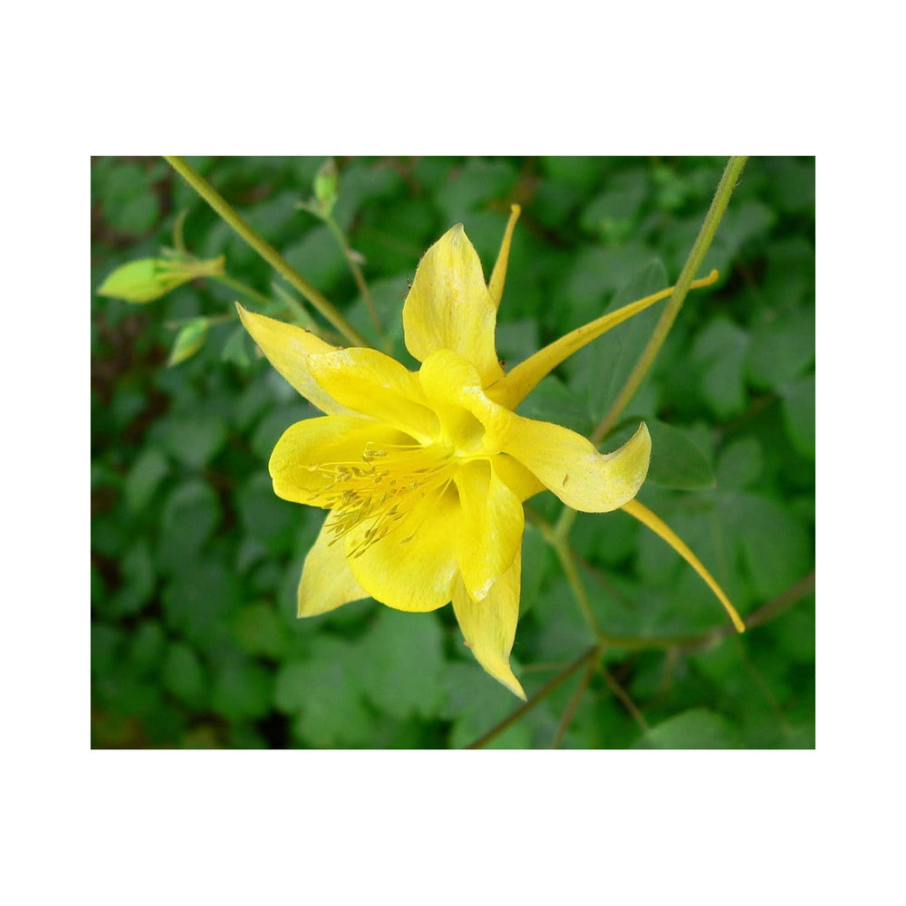 Golden Heirloom Non Gmo Columbine Flower For Planting Bright Perennial Blooms For Shade Gardens [neera-v5-79e0d7db3f2d87c94af2]