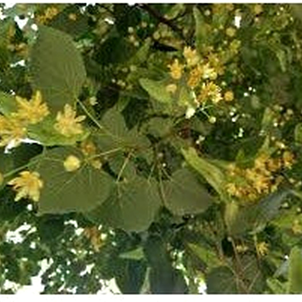 American Basswood Tree Seeds for Planting [neera-v5-79ee282fda66f4ac0c7c]