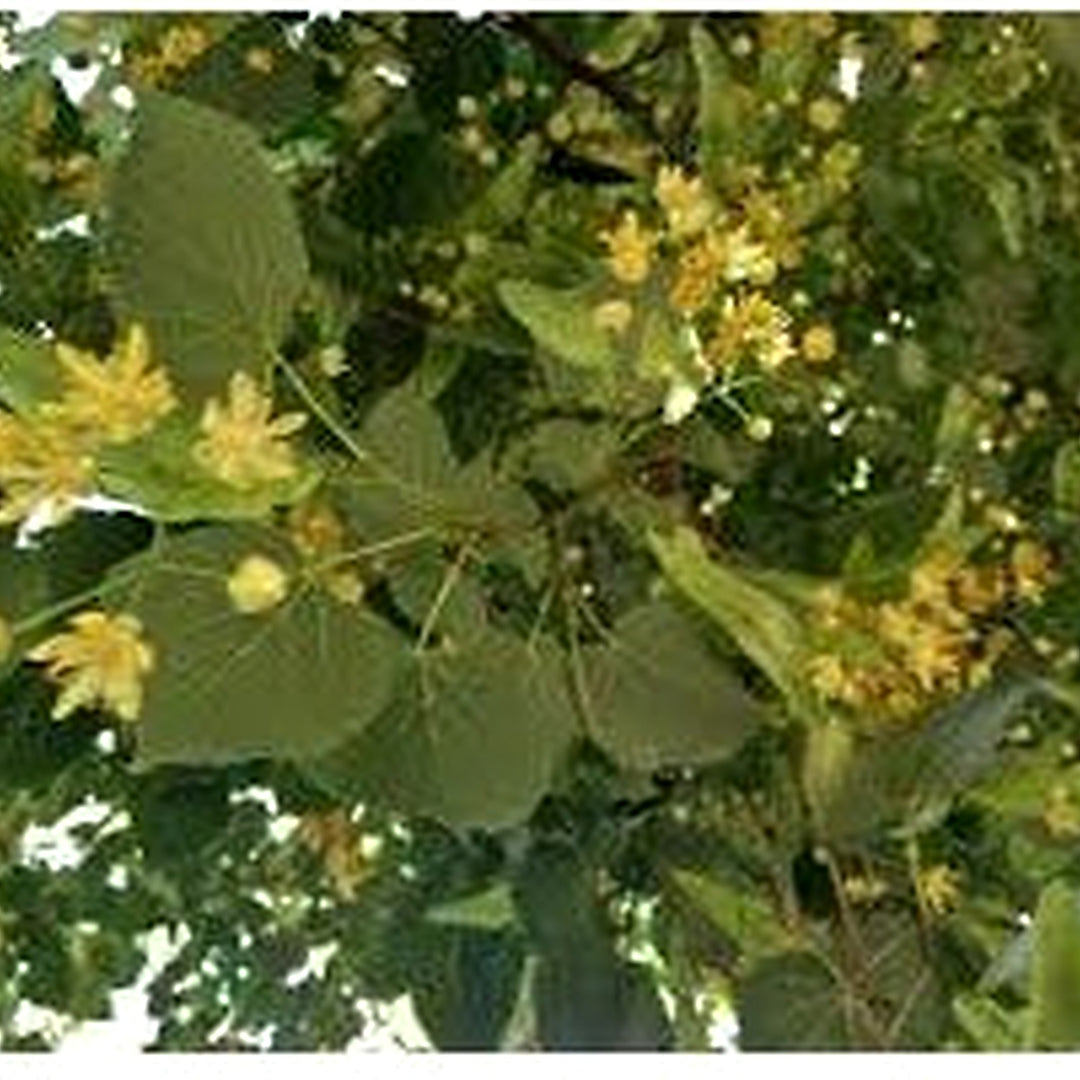 American Basswood Tree Seeds for Planting [neera-v5-79ee282fda66f4ac0c7c]