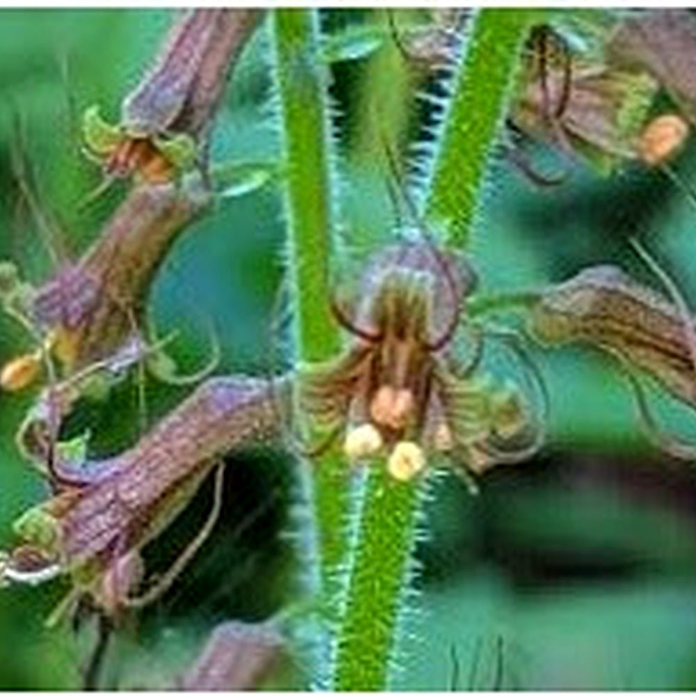 Piggyback Plant Flower Seeds for Planting [neera-v5-79f59b2e9fcc4944eba8]