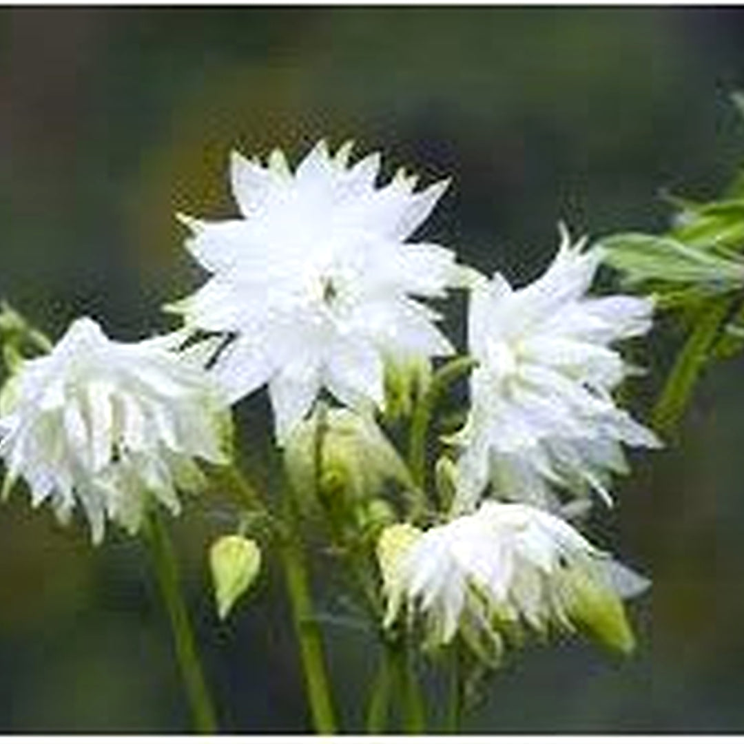 Aquilegia Lace Flower Seeds for Planting [neera-v5-79f8943ff6a79c74de51]