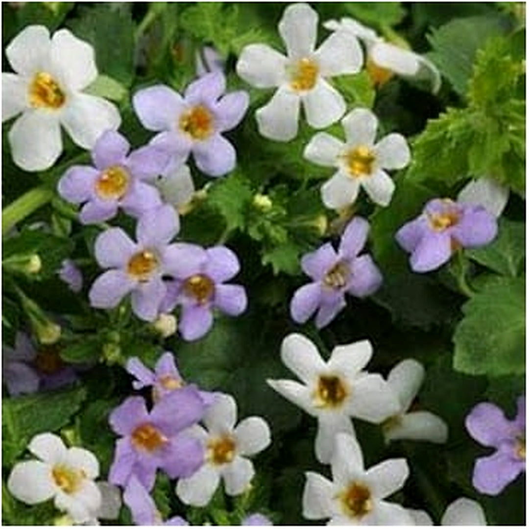 Heirloom Non-GMO White Bacopa Utopia Flower Seeds for Hanging Basket and Garden Planting [neera-v5-79fda04e7ffeebd4f994]