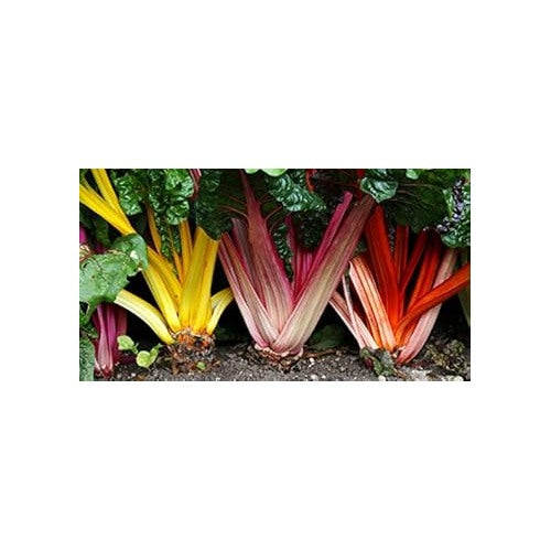 Rainbow Chard Seeds for Planting [neera-v5-7a18482744a340948f6a]