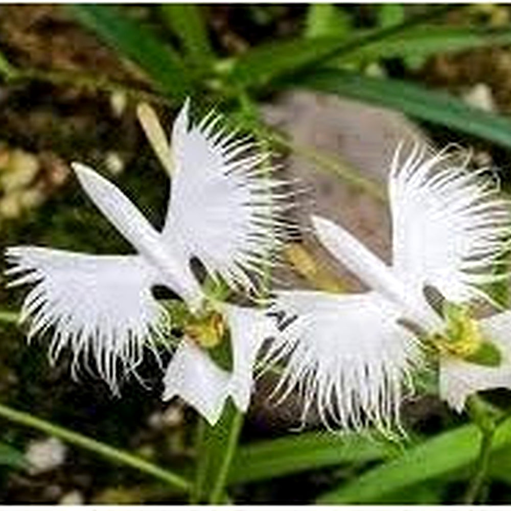 Japanese Egret White Orchid Flower Seeds for Garden Planting [neera-v5-7a188fd1b634a692f998]
