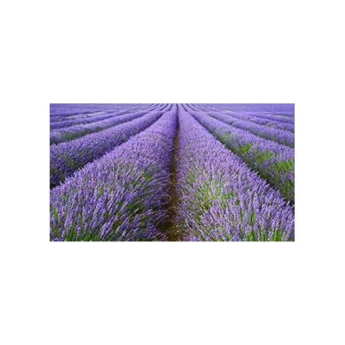 Organic Heirloom Lavender Perennial Flower Seeds [neera-v5-7a235ba43f23d8bddd9b]