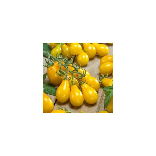 Yellow Pear Tomato Seeds for Planting [neera-v5-7a2581f3fb5ae046645b]