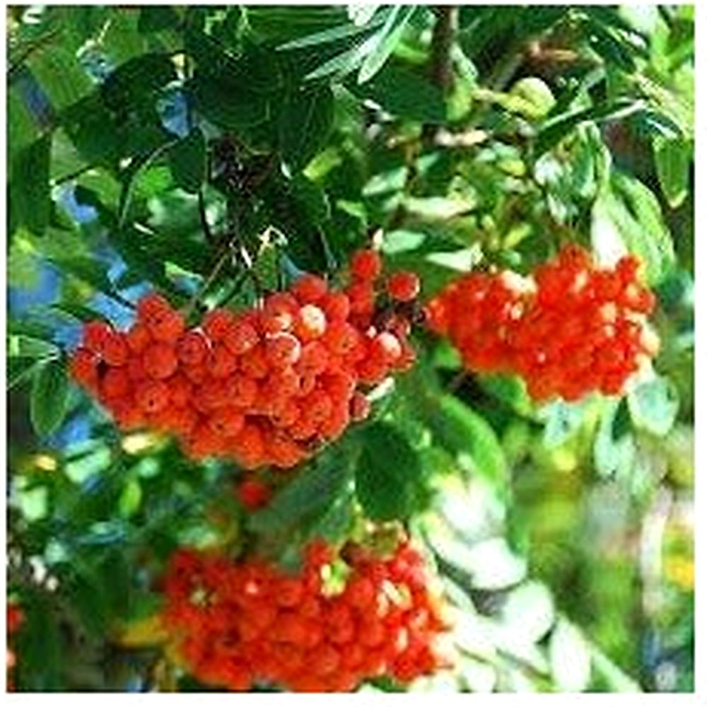 Sorbus Aucuparia Fruit Seeds [neera-v5-7a281f431610b4213254]