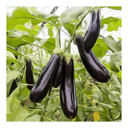 Eggplant Aubergine De Barbentane Seeds for Planting [neera-v5-7a3082f29836b060a60e]