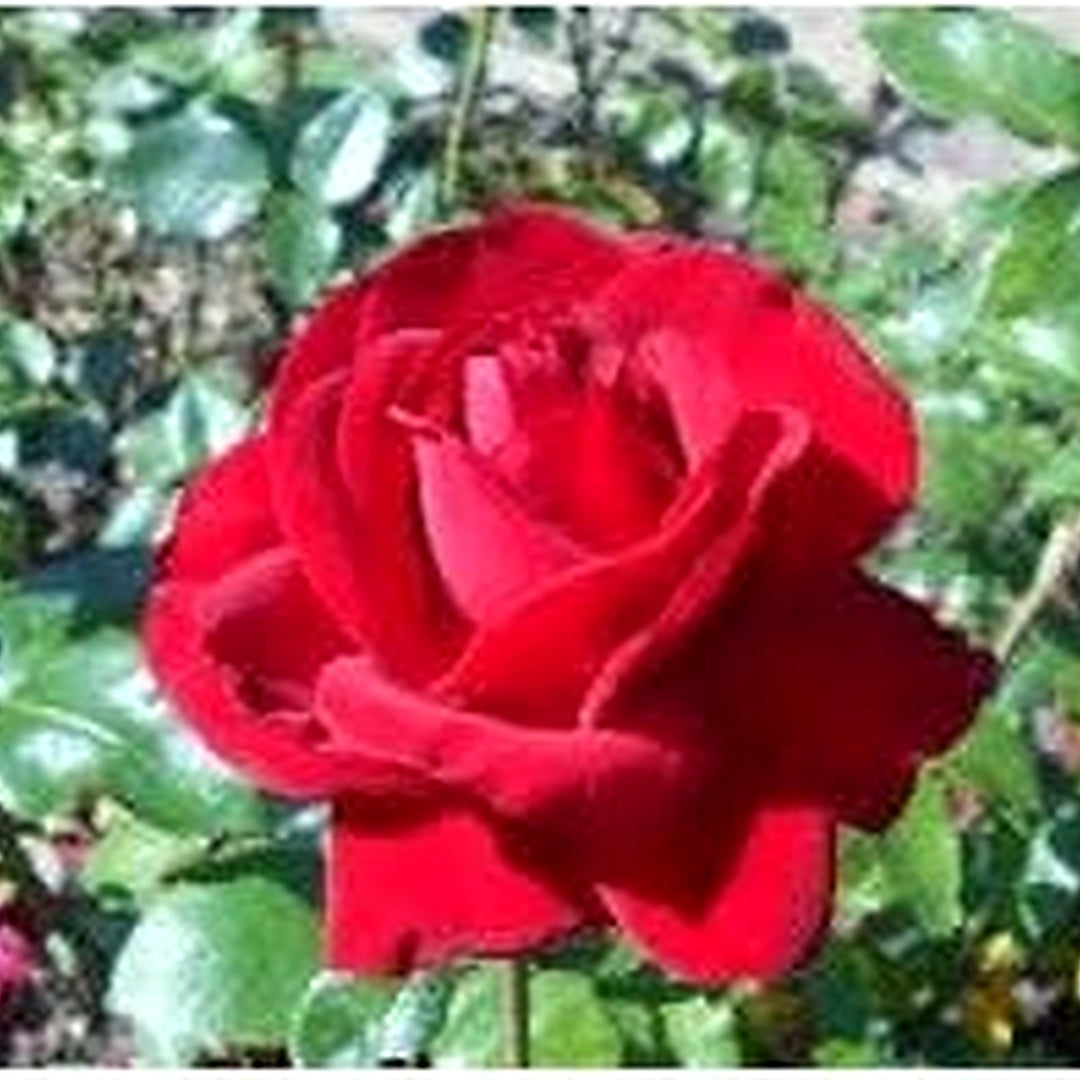 Canine Rose Flower For Planting Heirloom Non Gmo For Garden Blooms Flower Seeds for Home Garden [neera-v5-7a335f85ad4021a23758]