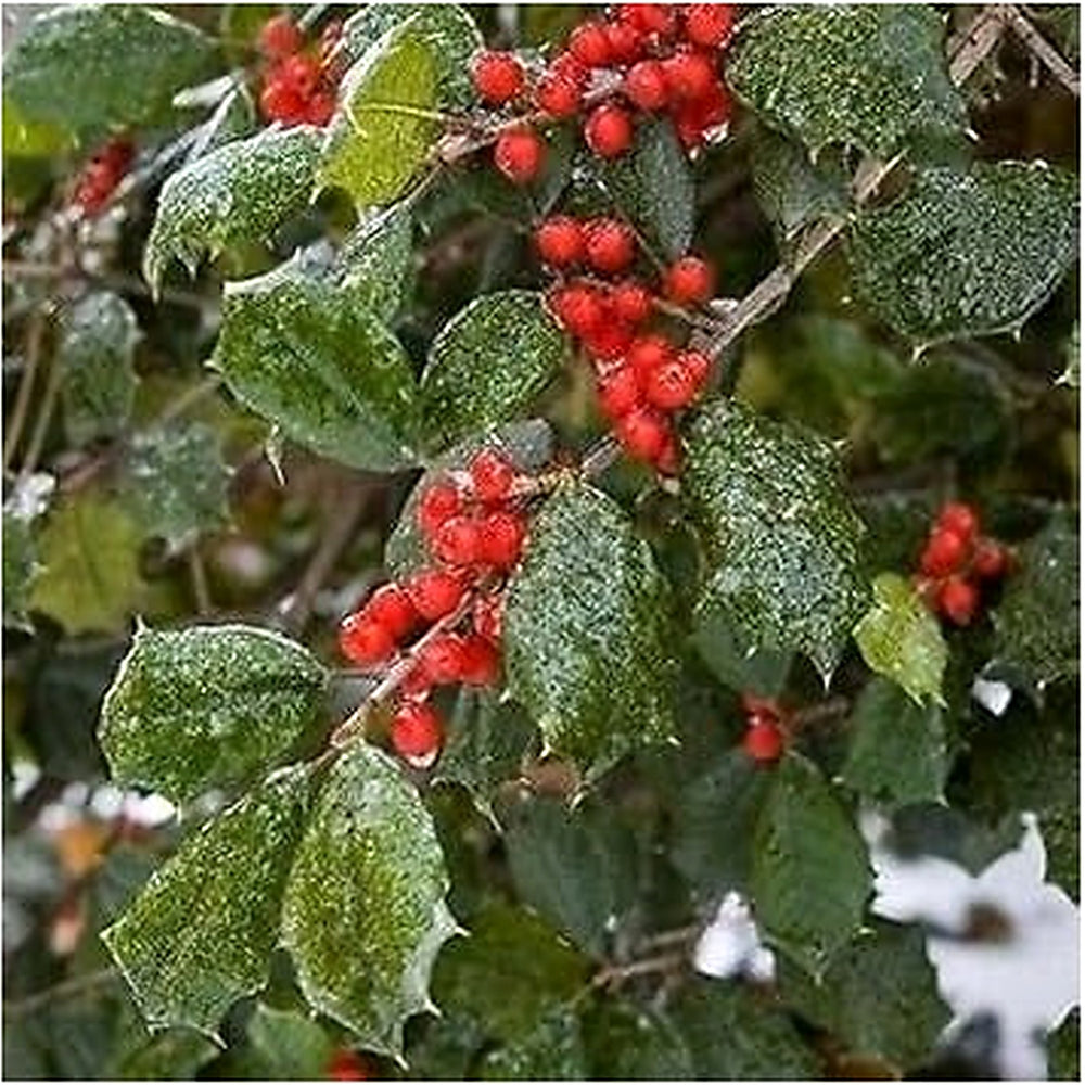 Red Ilex Plant Seeds for Planting | Heirloom Non-GMO Organic Seeds for Hardy, Ornamental Garden Shrubs [neera-v5-7a3e8e9fb278b2748b53]