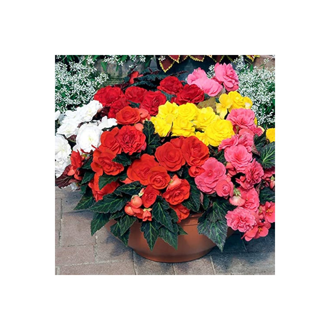 Begonia Begonia Semperflorens Mixed Flower For Planting Ideal For Home Garden Shaded Areas [neera-v5-7a40f2d7dbcc7047b4b8]