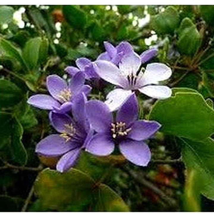 Lignum Flower Seeds for Planting [neera-v5-7a43e2d23a54fbb49656]
