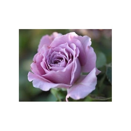 Lavender Rose Flower Seeds for Planting [neera-v5-7a4baeec37ce39d1c8f1]