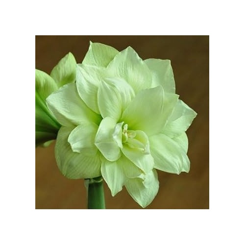 Light Grey Hippeastrum Flower Heirloom Non Gmo Amaryllis For Gardens Flower Seeds for Home Garden [neera-v5-7a629b1406a8d06e4bfe]