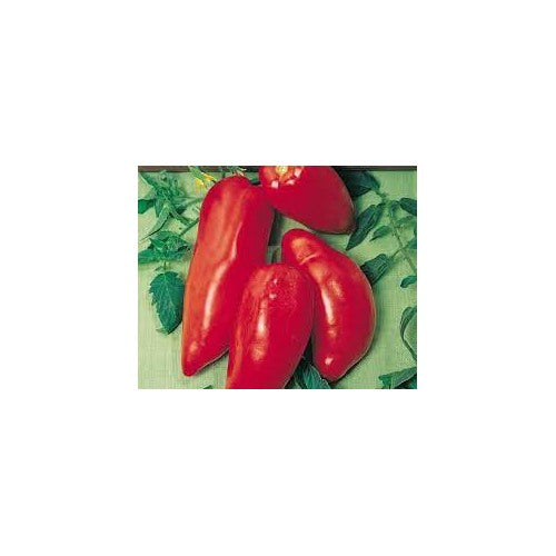 Opalka Tomato Seeds for Planting [neera-v5-7a651b093e7dfa441804]