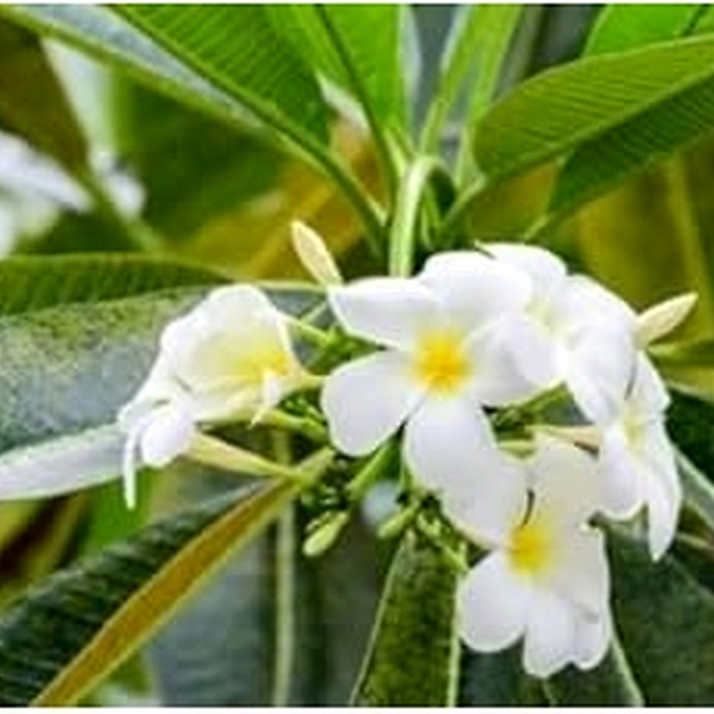 White Frangipani Flower Seeds [neera-v5-7a6a6e37631e3fa1d3d6]