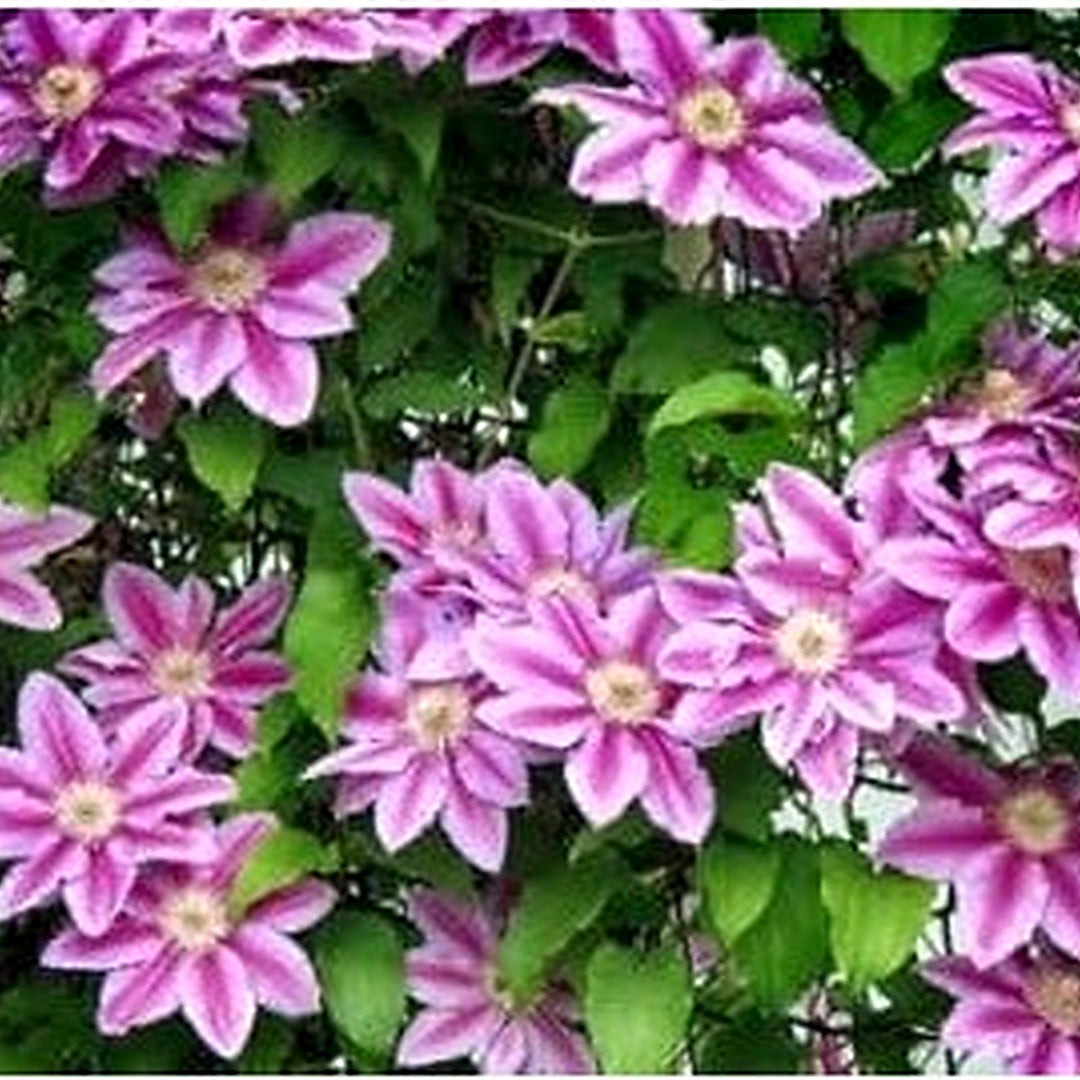 Perennial Vine Climbing Flower Seeds for Planting [neera-v5-7a711ce428362a6b0f90]