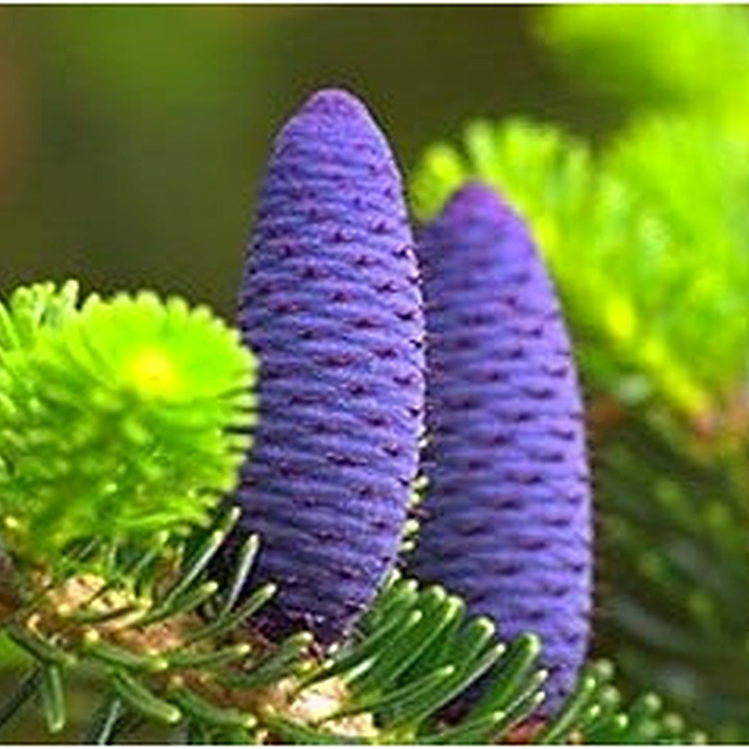 Purple Abies Koreana Plant For Planting Organic Heirloom Non Gmo Flower Seeds for Home Garden [neera-v5-7a77e66089f2bd3ed83b]