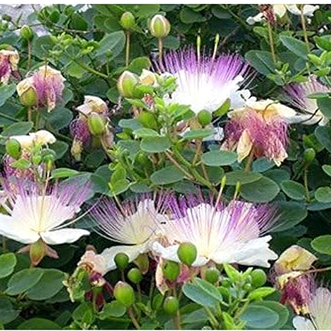 Capparis Spinosa (Caper Bush) Flower Seeds for Planting [neera-v5-7a87f57f967bc300b785]